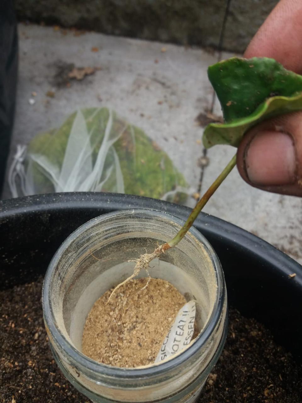 Een beukenzaailing besmet met sporen van het Eekhoorntjesbrood