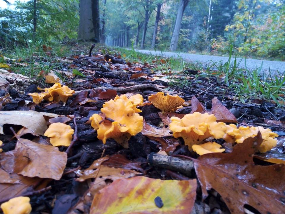 Cantharellen groeiend in een wegberm
