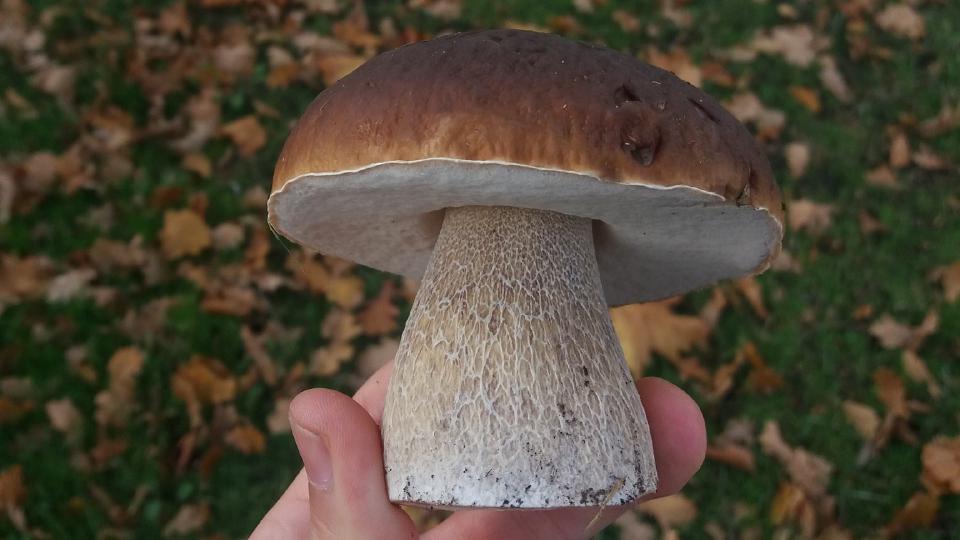 Eekhoorntjesbrood, een mycorrhiza-paddenstoel die samenleeft met bomen