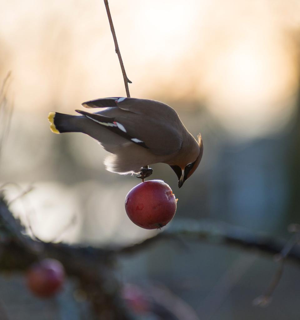 Winterse haag in het landschap